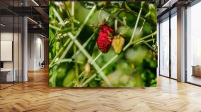 wild strawberries red growing on the ground Wall mural