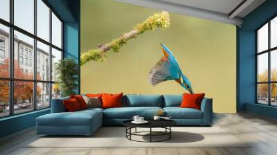 diving kingfisher Wall mural