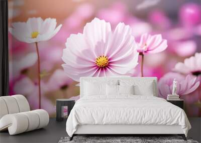 Cosmos flowers isolated on white background Wall mural