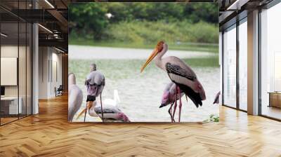 Close-up of Painted Stork, a large family of white birds that feed on hunting grounds. Wall mural