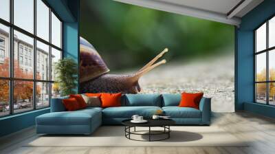 snails on concrete moving forward Wall mural