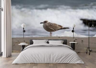 A closeup shot of a European herring gull on the beach shore Wall mural