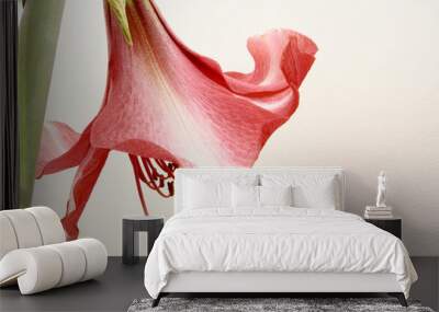 amaryillis Wall mural