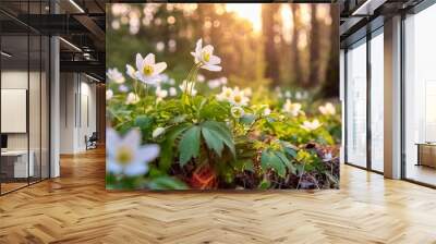 beautiful white flowers of anemones in spring in a forest close up in sunlight in nature spring forest landscape with flowering primroses Wall mural