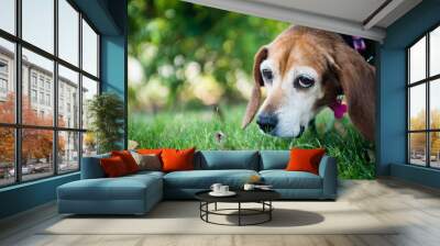 Portrait of an old beagle hound dog outside sniffing  grass. Wall mural