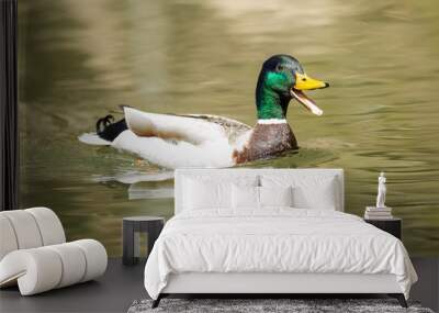 Happy Mallard Duck Swimming Wall mural