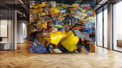 Idyllic nature background with colorful autumn leaves floating in a woodland stream with blue sky reflected in water surface with copy space and two big yellow leaves in foreground Wall mural