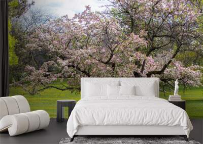 blooming crabapple tree pink and white buds 2 Wall mural