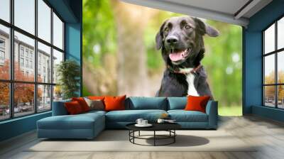 A black and white Retriever mixed breed dog outdoors Wall mural