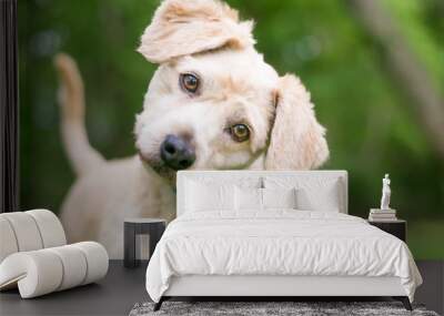 A cute Labrador Retriever/Poodle mixed breed puppy listening with a head tilt Wall mural