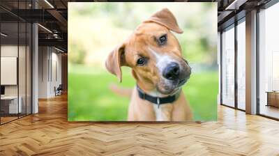 A cute young Retriever / Pit Bull Terrier mixed breed dog listening with a head tilt Wall mural