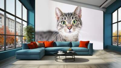 A shorthair tabby cat with dilated pupils and a surprised expression Wall mural