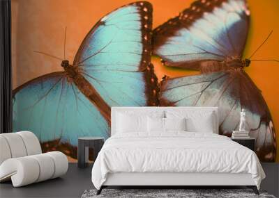 two beautiful blue butterfly lying on an orange floor Wall mural