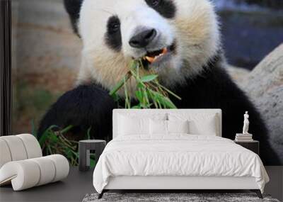 giant panda eating bamboo leaves in Hong Kong Ocean Park Wall mural