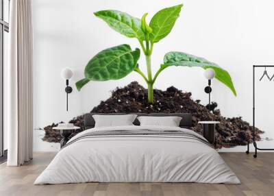 Young green plant growing out of dark brown soil on transparent background, png, cut out, cutout, cut-out Wall mural