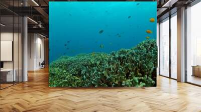 Colorful tropical fish and corals. Coral reef and fish underwater world. Wall mural