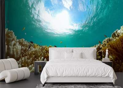 Marine life sea world. Tropical coral reef and fish underwater. Turquoise water under the sea. Wall mural