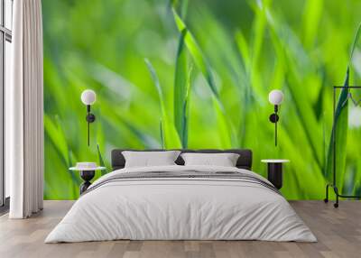 Field of green grass. Wall mural