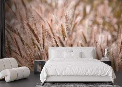 Golden ripe ears of wheat in field, soft focus. Wall mural