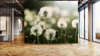 Beautiful spring nature background with dandelion seed heads close up. Dandelion seed heads in setting sun light close up in a shallow depth of field on a green lawn with dandelions bokeh background. Wall mural