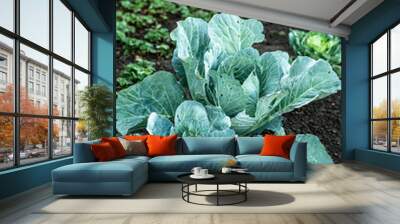 homegrown organic cabbage. Cabbage head growing on vegetable bed in garden with leaves on soil background. Sp Wall mural