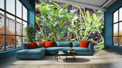 potatoes protection from Weeds in garden. Not weeded potatoes on bed in summer. Wall mural