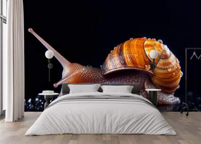 Snail close up. Animal. Wall mural