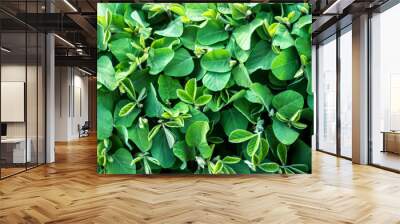 Soybean young plants in the field. Stems green soy plants in period of active growth. Background of soybean leaves. Top view Wall mural