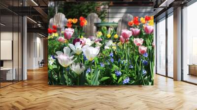 Tulips. Background with front yard garden bright color tulips in sunlight. Wall mural