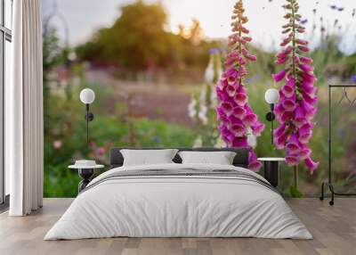 Close up of bright pink foxglove flowers blooming in summer garden at sunset. Digitalis in blossom. Floral background Wall mural