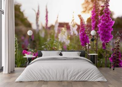 Cottage garden. Close up of pink purple white foxglove flowers blooming in summer garden. Digitalis in blossom. Wall mural