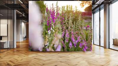 Cottage garden. Close up of pink purple white foxglove flowers blooming in summer garden. Digitalis in blossom. Wall mural