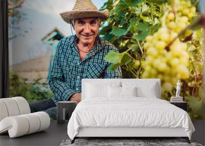 Farmer gathering crop of grapes on ecological farm. Senior man cutting white grapes with pruner Wall mural