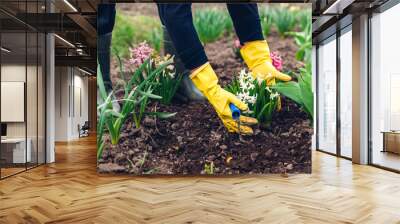 Farmer loosening soil with hand fork among spring flowers in garden. Woman in gloves checking hyacinths Wall mural