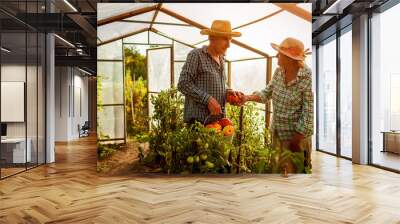 Senior woman and man gathering crop of tomatoes at greenhouse on farm. Farming, gardening concept Wall mural