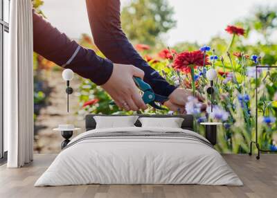 Woman gardener picks red zinnias and blue bachelor buttons in summer garden using pruner. Cut flowers harvest Wall mural