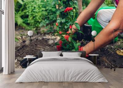 Woman gardener transplanting roses flowers from pot into wet soil. Summer garden work. Wall mural