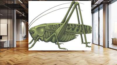 Grasshopper. Editable hand drawn illustration. Vector vintage engraving. Isolated on white background. 8 eps Wall mural