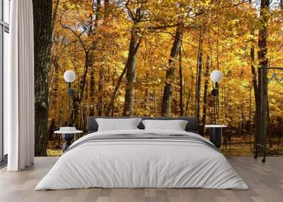 autumn in the forest Wall mural