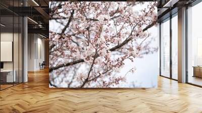 Cherry blossoms in Tokyo_01 Wall mural