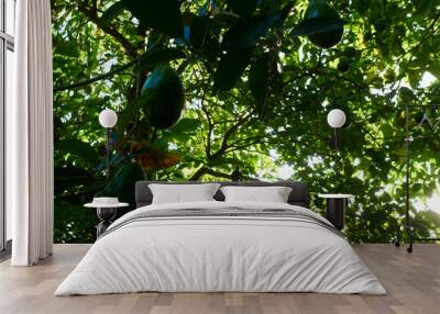 green avocado tree Wall mural