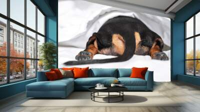 Black and tan dog butt and tail sticking out from under the white blanket on the bed. Home or dog-friendly hotel, spoiled pet, funny picture. scared dog hiding under the blanket Wall mural