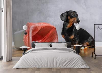 Cute dachshund dog, black and tan, looking up with a guilty expression while sitting next to a tipped over garbage can Wall mural