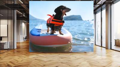 Cute dachshund dog wearing orange life jacket standing on SUP-board as skilled surfer on sea water on sunny day close view Wall mural