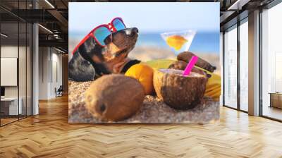 cute dog of dachshund, black and tan, buried in the sand at the beach sea on summer vacation holidays, wearing red sunglasses with coconut cocktail Wall mural