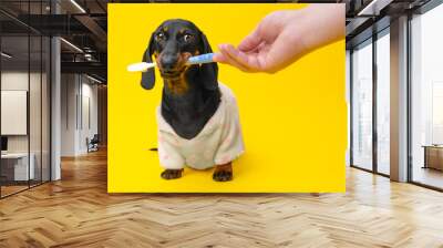 Dog in pajamas clenched its teeth, holds toothbrush in its mouth, looks warily at the veterinarian. Teaching a puppy to hygiene, brushing teeth, alert dachshund. Morning routine, hygiene, naughty baby Wall mural