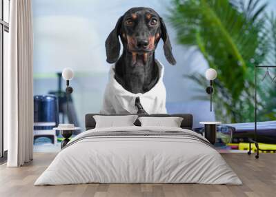 Dog office worker, white collar in white shirt, tie at workplace with documents, stamps. Cozy office of a strict boss, inspector, rector, notary, lawyer. Vocational guidance tests, career counselor Wall mural