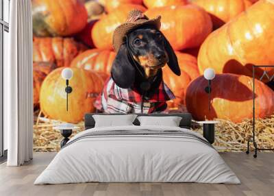 funny Dachshund puppy, dressed in a village check shirt and a cowboy hat, standing nearby a heap a pumpkin harvest at the fair in the autumn. dog prepares for Halloween, chooses a pumpkin. Wall mural