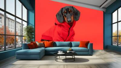 Little sad dog dachshund puppy dressed in fashionable hoodie on bright red background. Loneliness on valentine's day, party acquaintance. Autumn collection of clothes for children. Cold weather, walk Wall mural