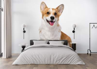 obedient dog (puppy) breed welsh corgi pembroke sitting and smiles on a white background. not isolate Wall mural